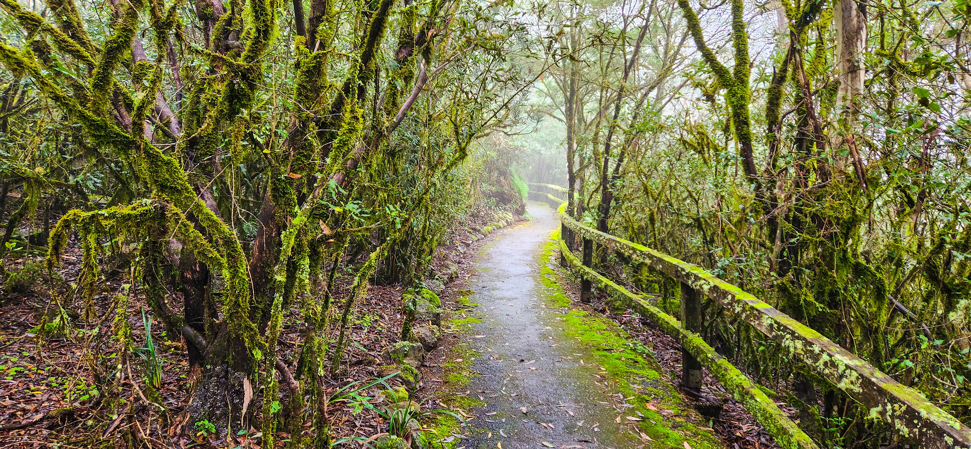 Point Lookout Track